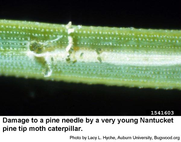 Very young Nantucket pine tip moth caterpillars feed on pine nee